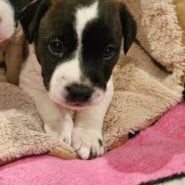 Hercule - Black and white male Jack Russell Terrier puppy in California from Kimberlite