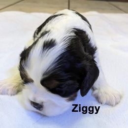 Cavalier King Charles Spaniel Puppies from Poor Ridge Ranch
