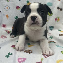 Nellie - Black brindle and white female Boston Terrier puppy in Fillmore, Illinois from Wind Hill Puppies