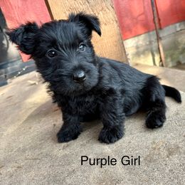 Petunia (purple) - Black female Scottish Terrier puppy in Chattanooga, Oklahoma from Lottie Dottie Scottie’s and Papillons