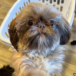 Subu - Shih Tzu