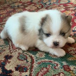 Sable Parti Merle male - Chocolate parti male Pomeranian puppy in Gadsden, Alabama from Rich Cat’s