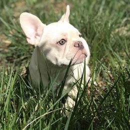 French Bulldog All Grown Up from Caring Hearts Kennel