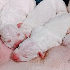 Dogo Argentino Puppies from De la Fuerza de Dios