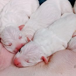 Dogo Argentino Puppies from De la Fuerza de Dios