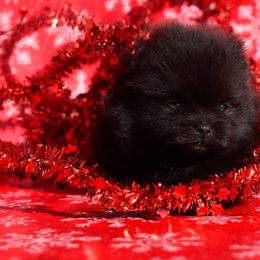 Jack - Black male Pomeranian puppy in Westminster, Colorado from VanityPom’s