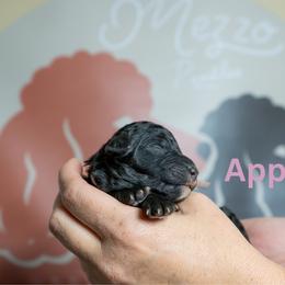 Apple - Black female Poodle puppy in Spring Branch, Texas from Mezzo Poodles
