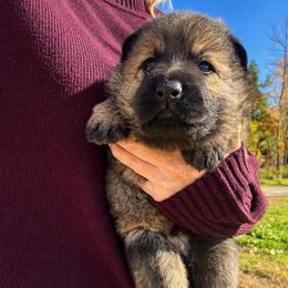 Blue collar - Sable male German Shepherd puppy in Canterbury, Connecticut from Nachtwaechter German Shepherds, LLC