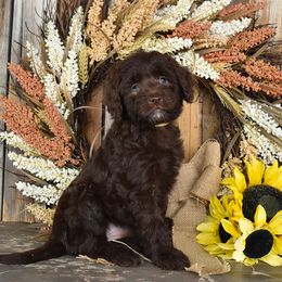 Female 1-yellow collar - Chocolate female Goldendoodle puppy in Macedon, New York from Toodles Goldendoodles