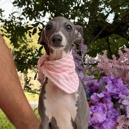 Ellis - Blue female Italian Greyhound puppy in Lakeland, Florida from Elite Doxies Florida