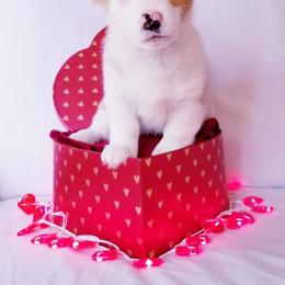 American Corgi and Pembroke Welsh Corgi Puppies from Whimsical Treasure Corgis