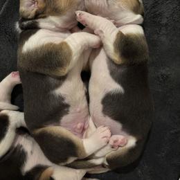 Harrier Puppies from Darkfire Harriers