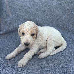 Horchata - Gold female Bordoodle puppy in Indianapolis, Indiana from Indiana Bordoodles