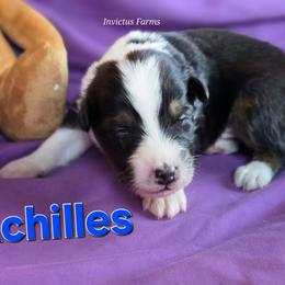 Achilles - Black tri-color male Australian Shepherd puppy in Smithfield, Utah from Invictus Farms