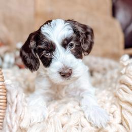 Elijah - Chocolate male Australian Labradoodle puppy in Decatur, Alabama from Southern Meadows Doodles