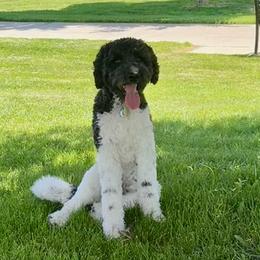 Bernedoodle and Bordoodle All Grown Up from Mesa View Puppies
