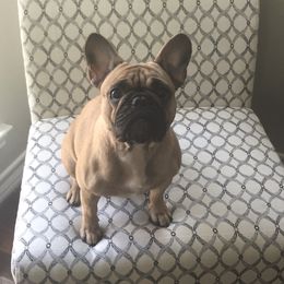 Capri - French Bulldog