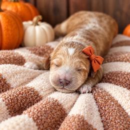 Truffle - Red  female Goldendoodle puppy in Atwood, Oklahoma from Luxe Doodle Haven