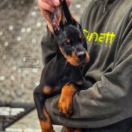 Lapua - Black and rust male Doberman Pinscher puppy in China Township, Michigan from Snell's Superior Kennel Dobermann & GSP