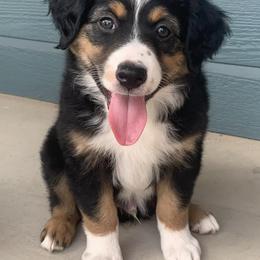 Australian Shepherds from Volks Aussies