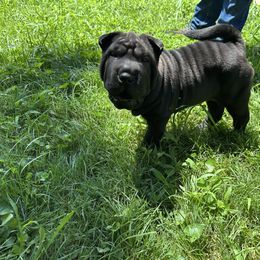 Baby girl black sable 1 - Black sable female Chinese Shar-Pei puppy in Saint Joseph, Missouri from Durenda Springer- Barber