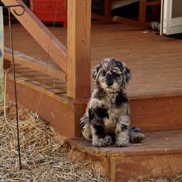Goldendoodle Puppies from FurEver Friends Doodles