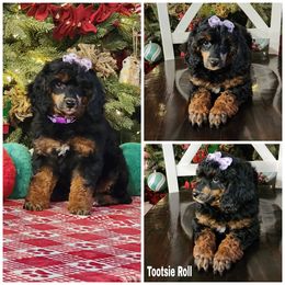 Tootsie Roll - Phantom female Poodle puppy in Elma, Washington from Joyful Paw Poodles