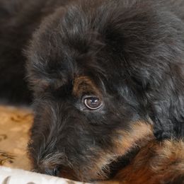 Aussiedoodle Puppies from Vesbach Doodle Valley Farm