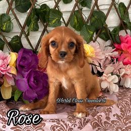 Rose - Ruby female Cavalier King Charles Spaniel puppy in Hollywood, Florida from World Class Cavaliers