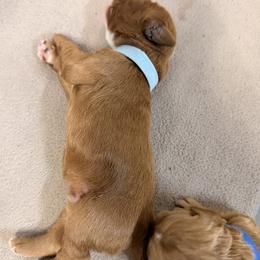 Boy one - Red male Labradoodle puppy in Bakersfield, California from Shelly Lynn