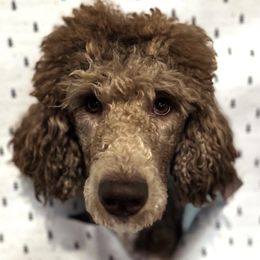 Poodles from Sageland Poodles