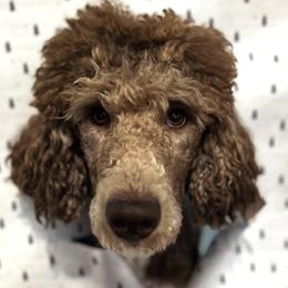 Poodles from Sageland Poodles