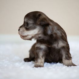 Miniature Schnauzer Puppies from Schnauzah