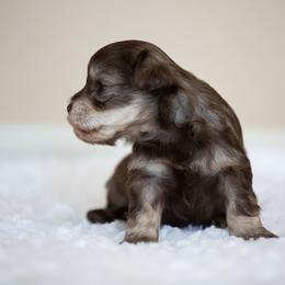 Miniature Schnauzer Puppies from Schnauzah