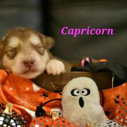 F2 - Red and white female Alaskan Malamute puppy in Kingston, Tennessee from North Shore Alaskan Malamutes