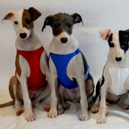 Italian Greyhound Puppies from Divine Italian Greyhounds