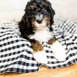 Maui - Bernedoodle puppy in Lehi, Utah from Larsen Litters