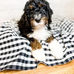 Maui - Bernedoodle puppy in Lehi, Utah from Larsen Litters