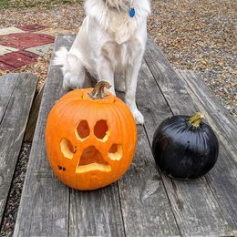 Goldendoodle and Golden Retriever Puppies from Goldens and Doodles of MN