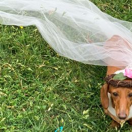 Dachshunds from Isalyn Dachshunds