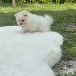 Teddy - male Pomeranian puppy in Naples, Florida from Puppies Forever 💙❤️🐶