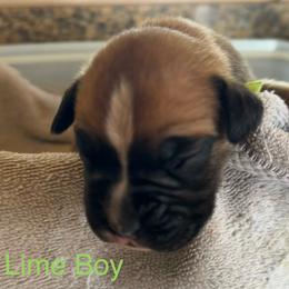 Boxer Puppies from Bunches of Love Boxers