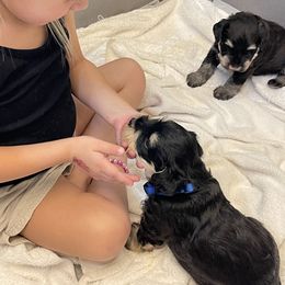 Miniature Schnauzer Puppies from Black Gold Miniature Schnauzers