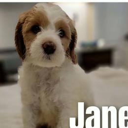 Jane - Cream collar - Parti female Goldendoodle puppy in Fort Worth, Texas from Stacy Warwick