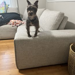 Max - Miniature Schnauzer