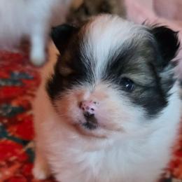 Adkpom Willow AKC Orange Sable Parti 3500 - Orange parti female Pomeranian puppy in Gloversville, New York from ADKPOM Adirondack Pomeranians