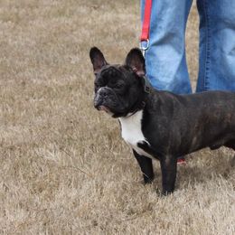 French Bulldogs from Euphoria Kennels