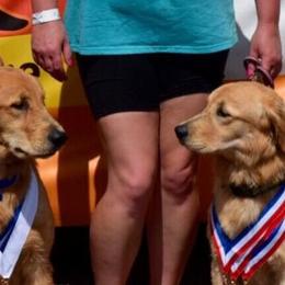 Golden Retrievers from Briarwood Lane Golden Retrievers