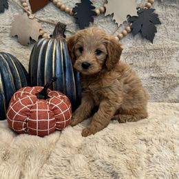 Bernedoodle, Goldendoodle, and Poodle Puppies from Anam Cara Pups