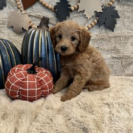 Bernedoodle, Goldendoodle, and Poodle Puppies from Anam Cara Pups